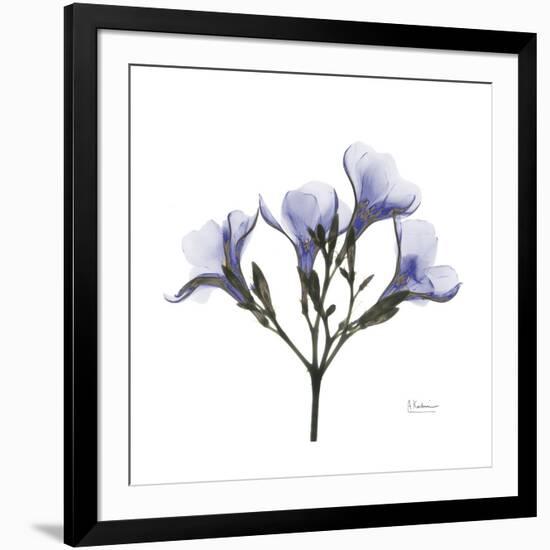 Lilac Oleander-Albert Koetsier-Framed Premium Giclee Print