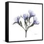 Lilac Oleander-Albert Koetsier-Framed Stretched Canvas