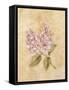 Lilac on Cracked Linen-Cheri Blum-Framed Stretched Canvas