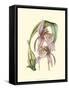 Lilac Orchid III-null-Framed Stretched Canvas