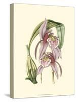 Lilac Orchid III-null-Stretched Canvas