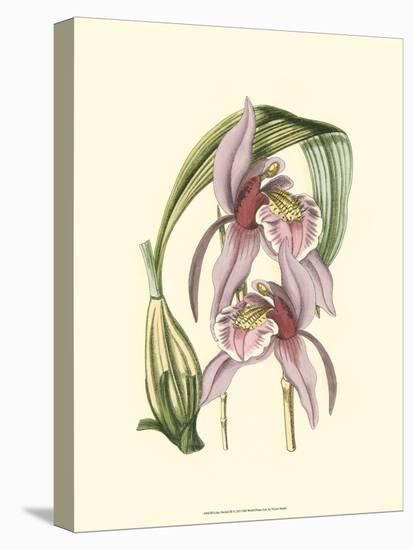 Lilac Orchid III-null-Stretched Canvas