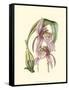 Lilac Orchid III-null-Framed Stretched Canvas