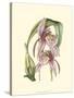 Lilac Orchid III-null-Stretched Canvas