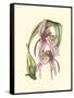 Lilac Orchid III-null-Framed Stretched Canvas