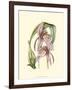 Lilac Orchid III-null-Framed Art Print