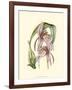 Lilac Orchid III-null-Framed Art Print