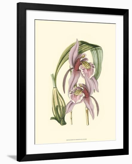 Lilac Orchid III-null-Framed Art Print