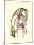 Lilac Orchid III-null-Mounted Art Print