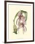 Lilac Orchid III-null-Framed Art Print