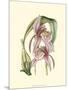 Lilac Orchid III-null-Mounted Art Print