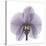 Lilac Orchid-Albert Koetsier-Stretched Canvas