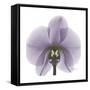 Lilac Orchid-Albert Koetsier-Framed Stretched Canvas