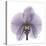 Lilac Orchid-Albert Koetsier-Stretched Canvas