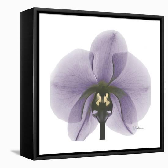 Lilac Orchid-Albert Koetsier-Framed Stretched Canvas