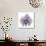 Lilac Orchid-Albert Koetsier-Premium Giclee Print displayed on a wall