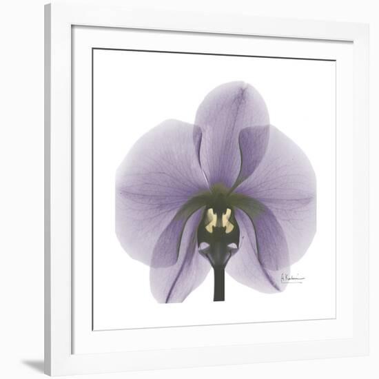 Lilac Orchid-Albert Koetsier-Framed Premium Giclee Print