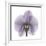 Lilac Orchid-Albert Koetsier-Framed Premium Giclee Print