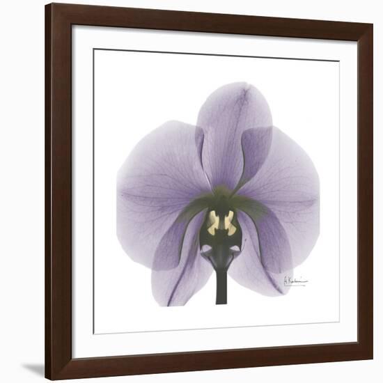 Lilac Orchid-Albert Koetsier-Framed Premium Giclee Print