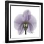 Lilac Orchid-Albert Koetsier-Framed Premium Giclee Print