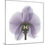 Lilac Orchid-Albert Koetsier-Mounted Premium Giclee Print