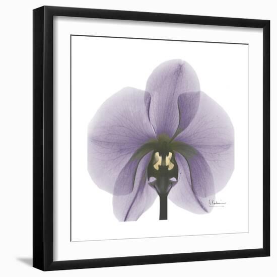 Lilac Orchid-Albert Koetsier-Framed Premium Giclee Print