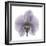 Lilac Orchid-Albert Koetsier-Framed Premium Giclee Print