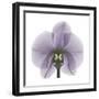 Lilac Orchid-Albert Koetsier-Framed Premium Giclee Print