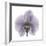 Lilac Orchid-Albert Koetsier-Framed Premium Giclee Print