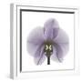 Lilac Orchid-Albert Koetsier-Framed Premium Giclee Print