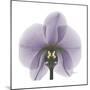 Lilac Orchid-Albert Koetsier-Mounted Premium Giclee Print