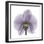 Lilac Orchid-Albert Koetsier-Framed Premium Giclee Print