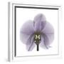 Lilac Orchid-Albert Koetsier-Framed Premium Giclee Print