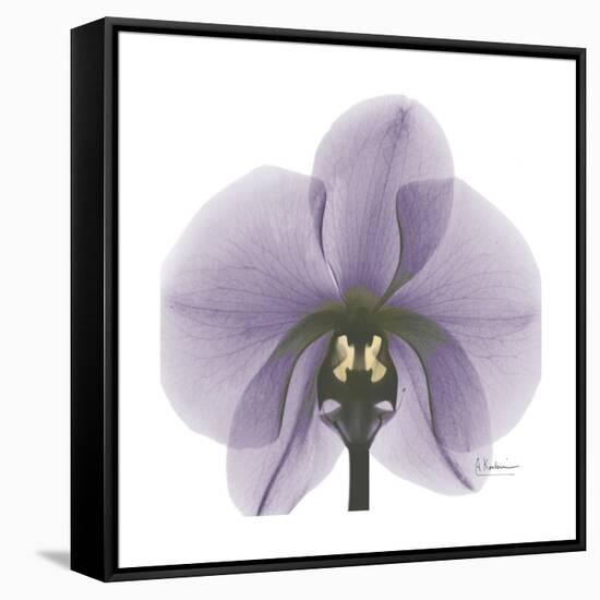 Lilac Orchid-Albert Koetsier-Framed Stretched Canvas