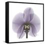 Lilac Orchid-Albert Koetsier-Framed Stretched Canvas