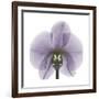 Lilac Orchid-Albert Koetsier-Framed Premium Giclee Print