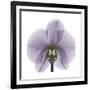 Lilac Orchid-Albert Koetsier-Framed Premium Giclee Print