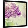 Lilac Reflection-Judy Stalus-Framed Premium Giclee Print