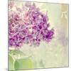 Lilac Reflection-Judy Stalus-Mounted Premium Giclee Print