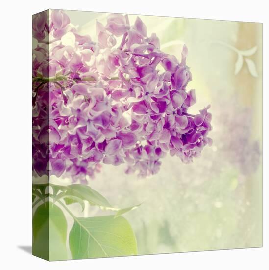 Lilac Reflection-Judy Stalus-Stretched Canvas