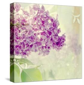 Lilac Reflection-Judy Stalus-Stretched Canvas