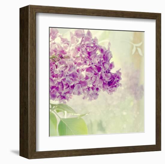 Lilac Reflection-Judy Stalus-Framed Art Print