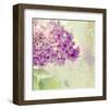 Lilac Reflection-Judy Stalus-Framed Art Print