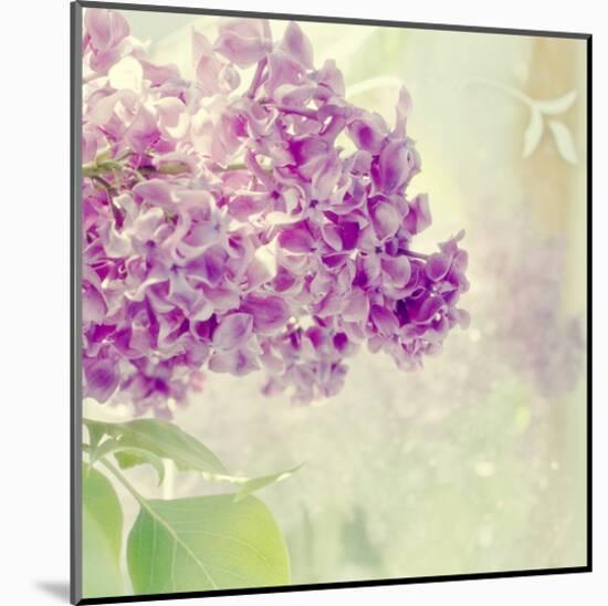 Lilac Reflection-Judy Stalus-Mounted Art Print