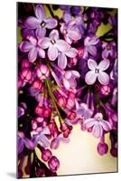 Lilac Rush-Katja Marzahn-Mounted Giclee Print
