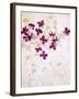 Lilac, Syringa Vulgaris, Blossoms, Pink, White-Axel Killian-Framed Photographic Print