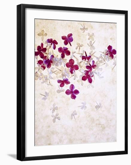 Lilac, Syringa Vulgaris, Blossoms, Pink, White-Axel Killian-Framed Photographic Print
