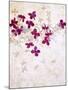 Lilac, Syringa Vulgaris, Blossoms, Pink, White-Axel Killian-Mounted Photographic Print