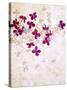Lilac, Syringa Vulgaris, Blossoms, Pink, White-Axel Killian-Stretched Canvas