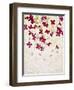 Lilac, Syringa Vulgaris, Blossoms, Pink, White-Axel Killian-Framed Photographic Print